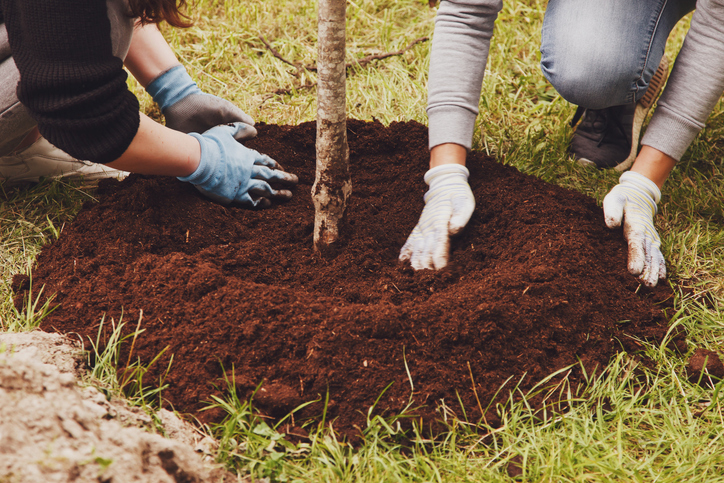 Tree New Mexico Program Plants Trees in Local Neighborhoods