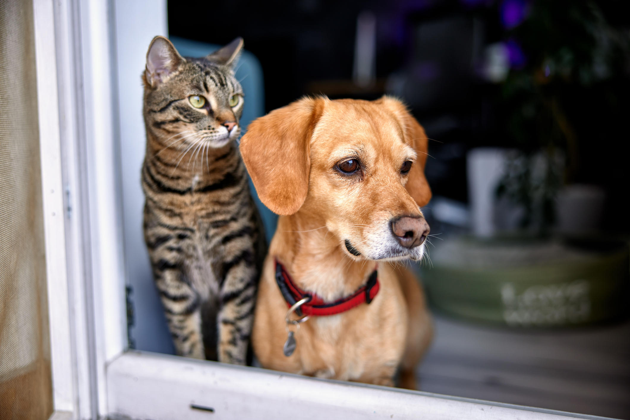 Animal House: Pets in the Home Buying and Selling Process
