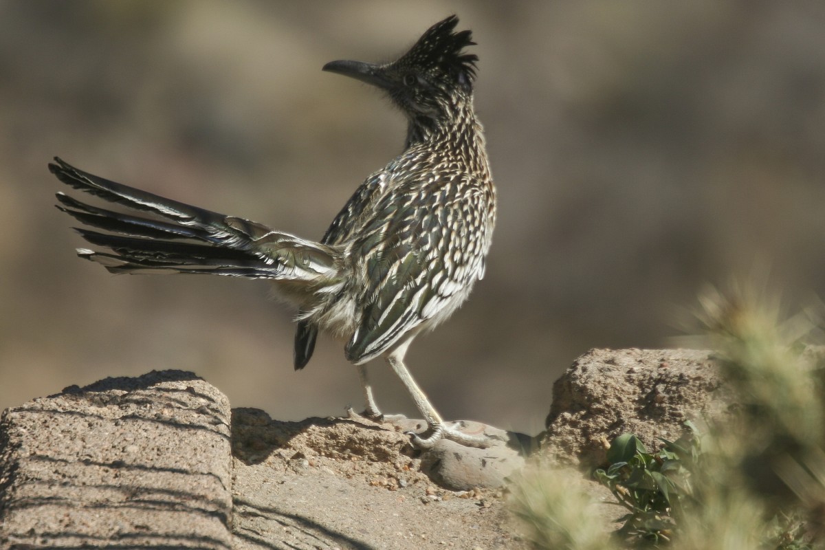 GAAR’s New Mexico Nature Photo Contest