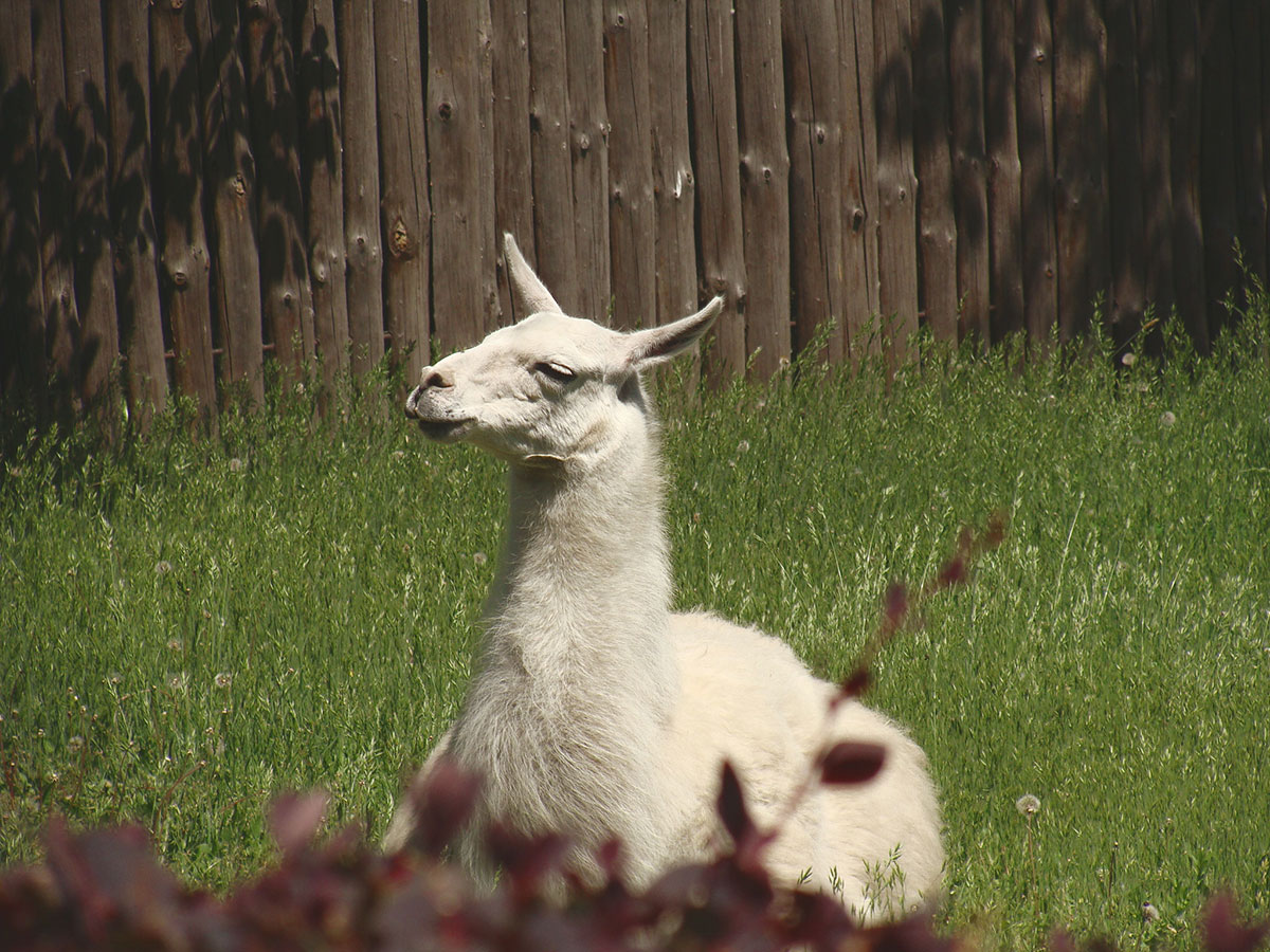 Personal Safety Company Guard Llama Scores Deal on ABC’s “Shark Tank”