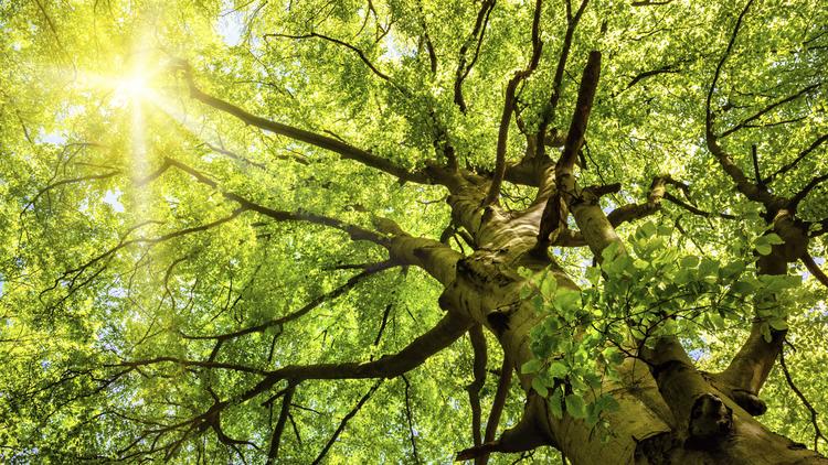 Got shade? ABQ considers new landscaping rules to encourage more trees